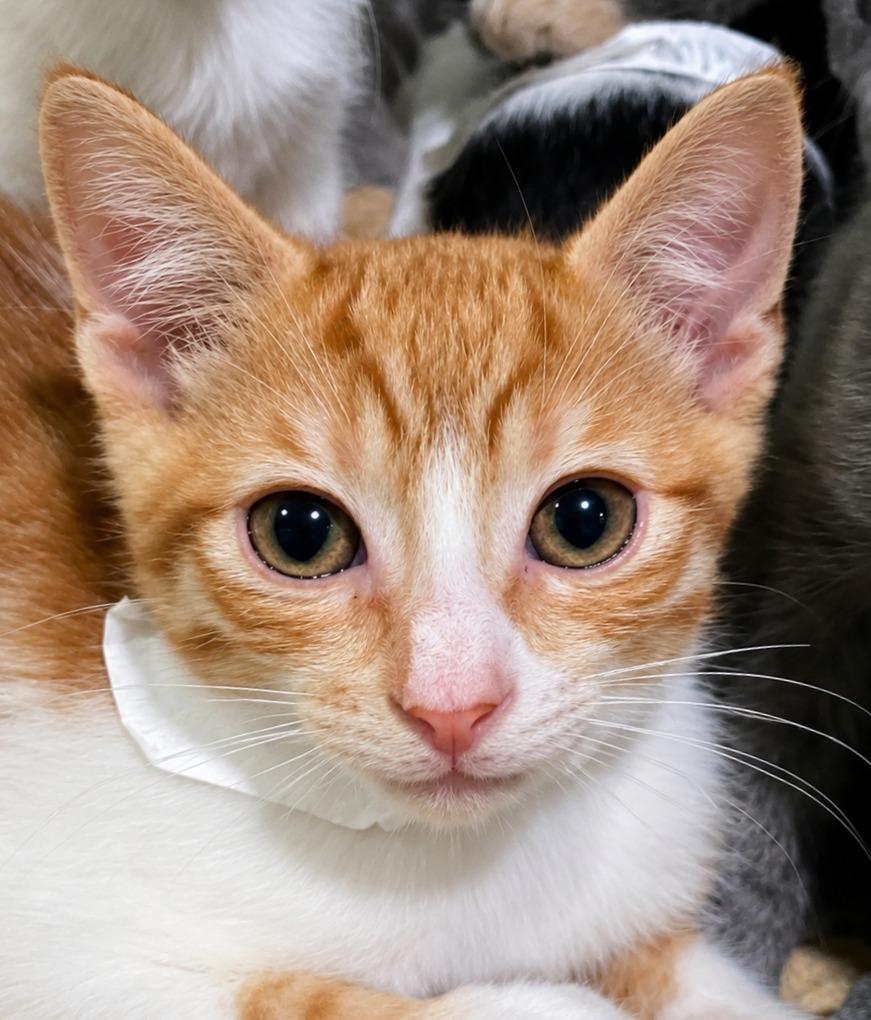 Gruden, Adoptable, Kitten Male Domestic Short Hair.