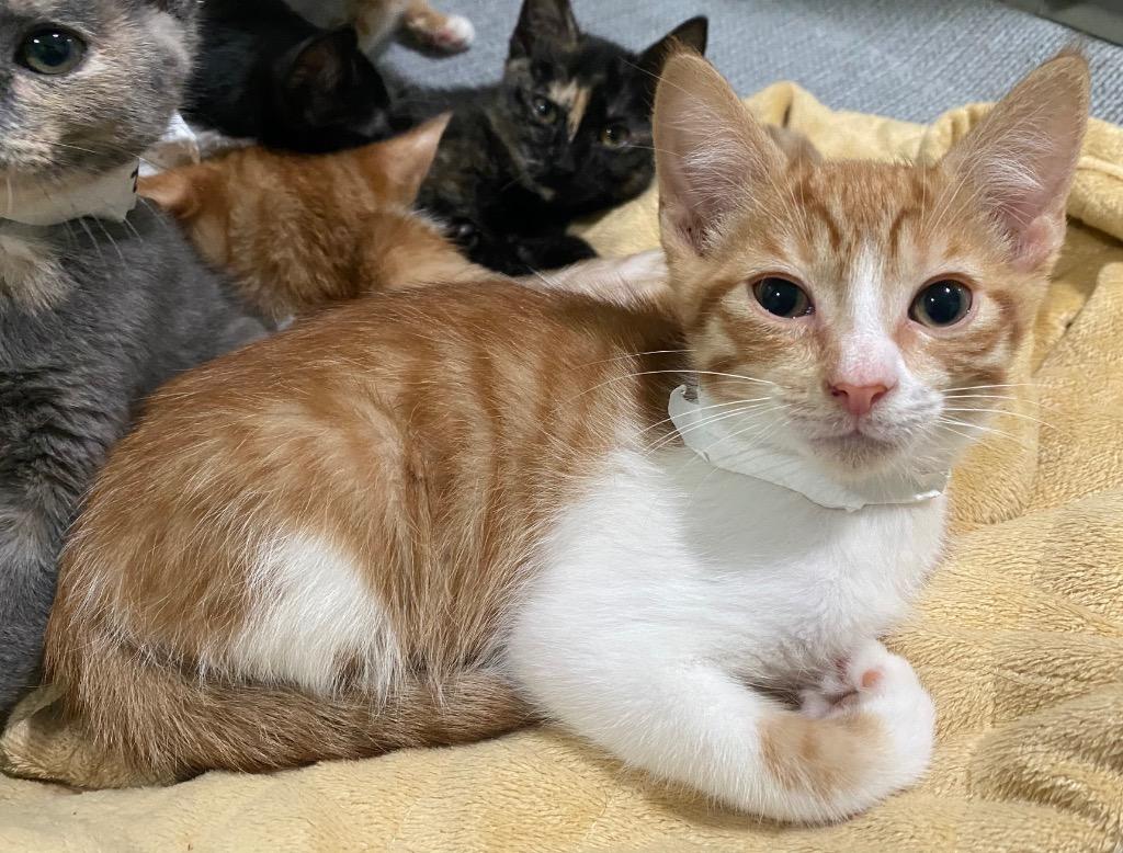 Gruden, Adoptable, Kitten Male Domestic Short Hair.