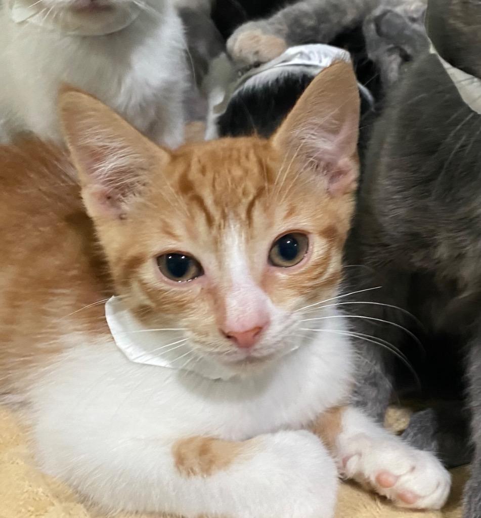 Enlarge Gruden, a Adoptable mixed breed in Labelle, FL image 2/2