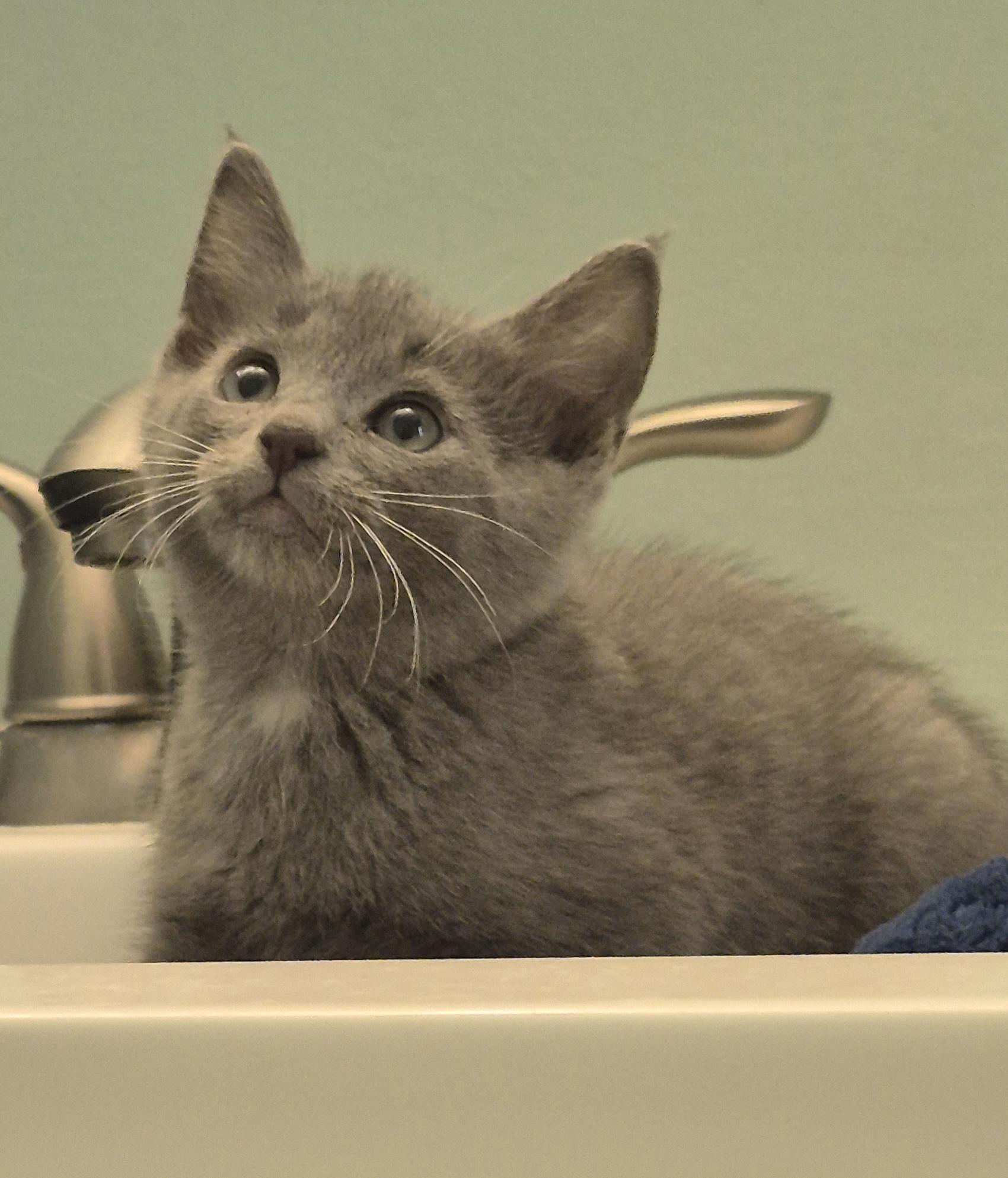 Sourdough, a ADOPTABLE Domestic Medium Hair in Saint Pete Beach, FL image 1/2