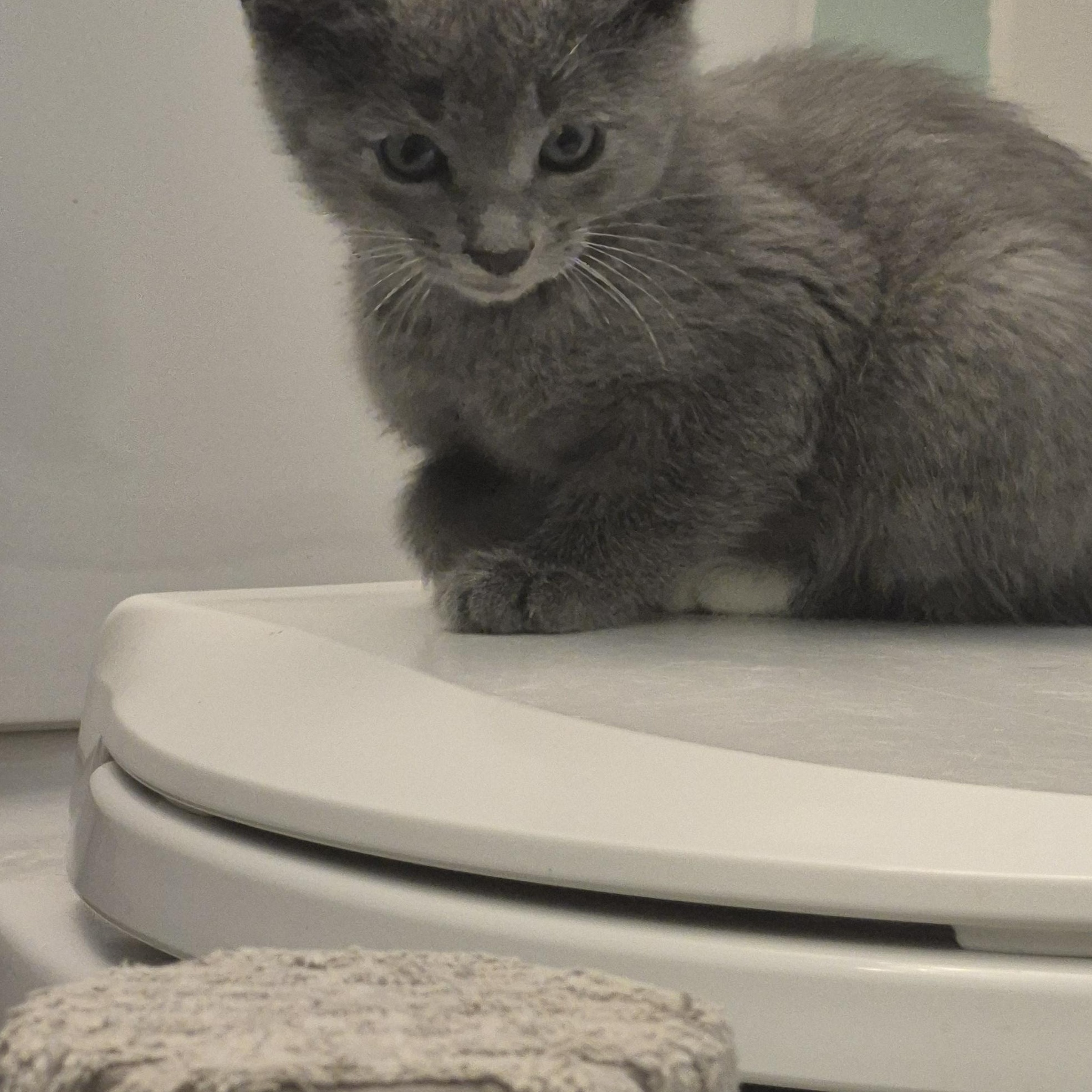 Sourdough, a ADOPTABLE Domestic Medium Hair in Saint Pete Beach, FL image 2/2