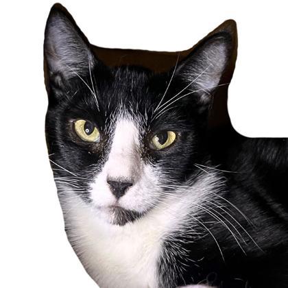 Mousse, Adoptable, Adult Female Domestic Short Hair & Domestic Short Hair.