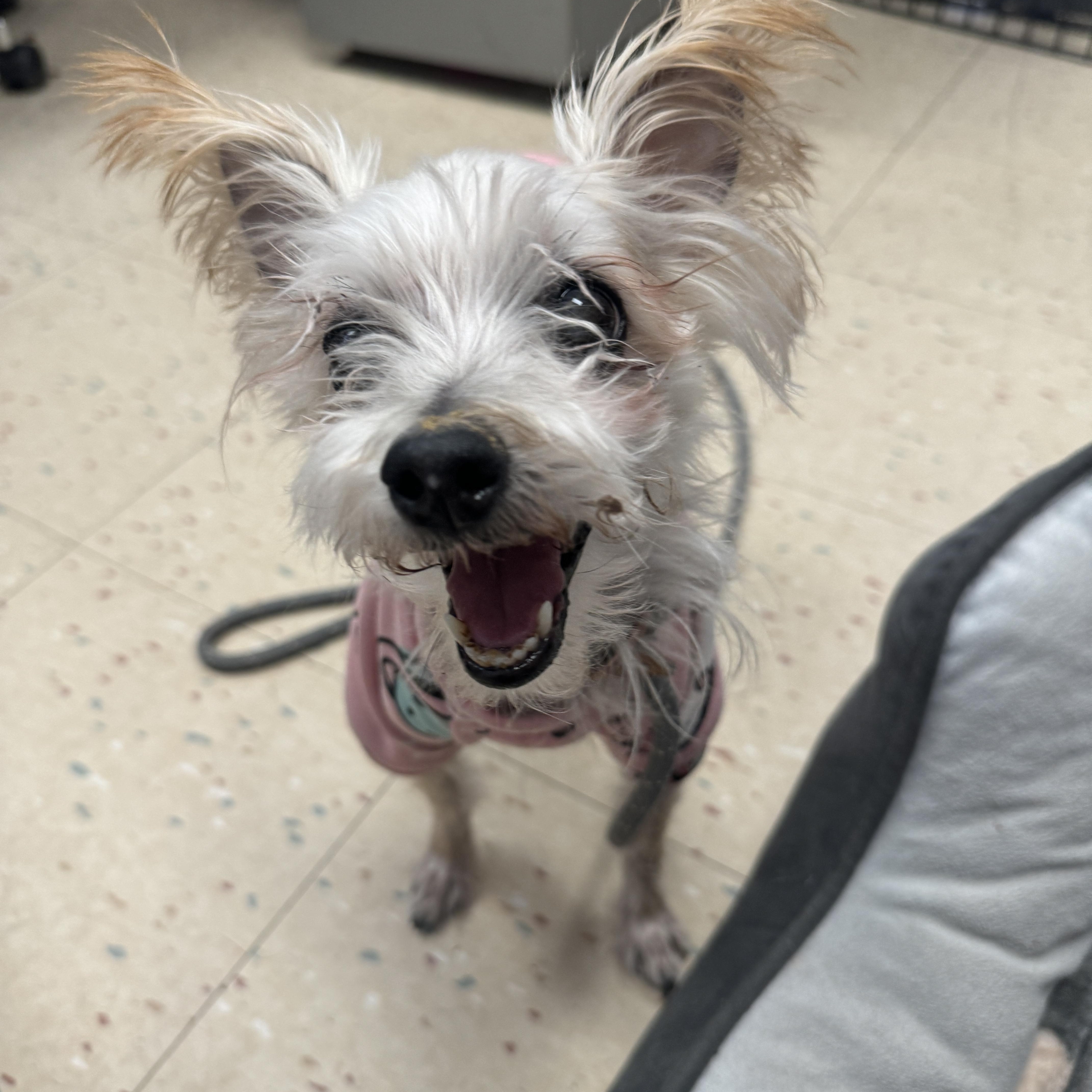 Gigi, an adopted mixed breed in Philadelphia, PA image 1/2