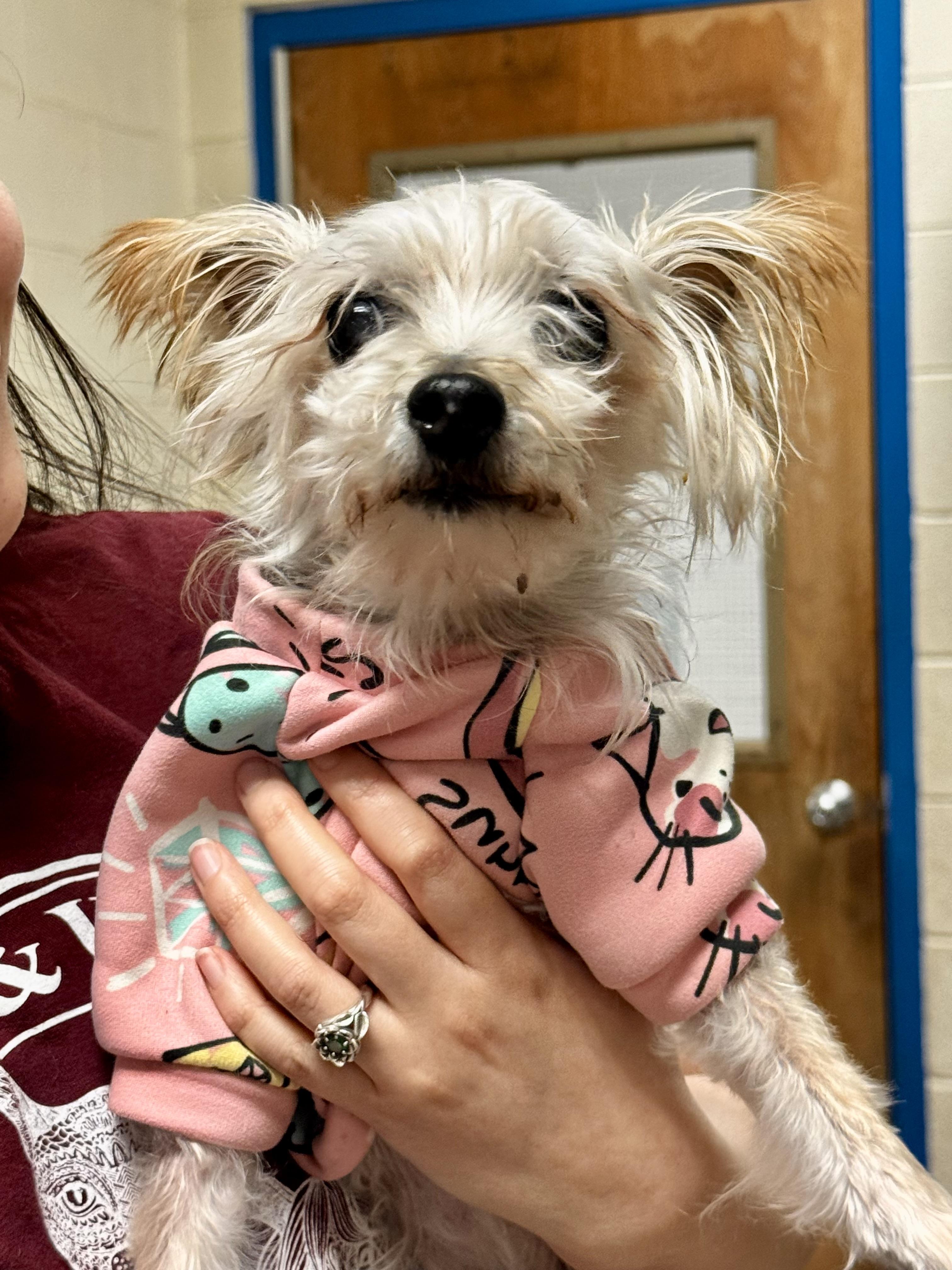 Gigi, an adopted mixed breed in Philadelphia, PA image 2/2