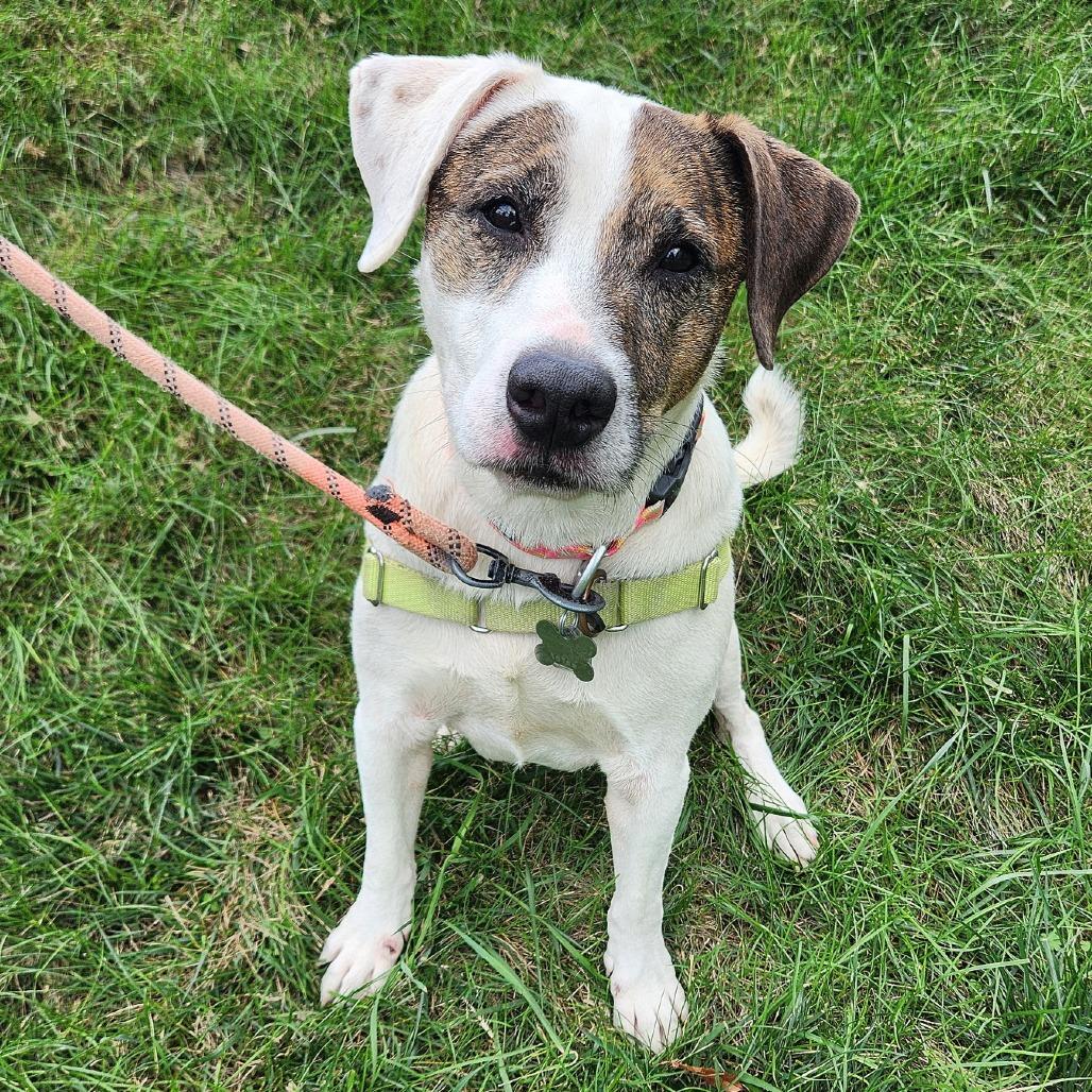 Enlarge Fudge, a Adoptable mixed breed in Falls Church, VA image 1/6