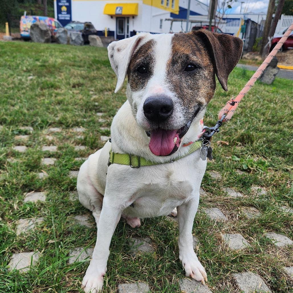 Enlarge Fudge, a Adoptable mixed breed in Falls Church, VA image 2/6