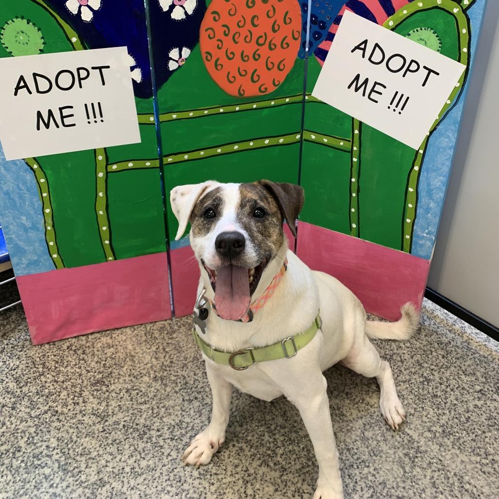 Enlarge Fudge, a Adoptable mixed breed in Falls Church, VA image 3/6