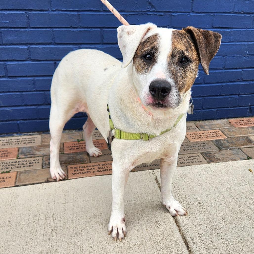 Enlarge Fudge, a Adoptable mixed breed in Falls Church, VA image 4/6