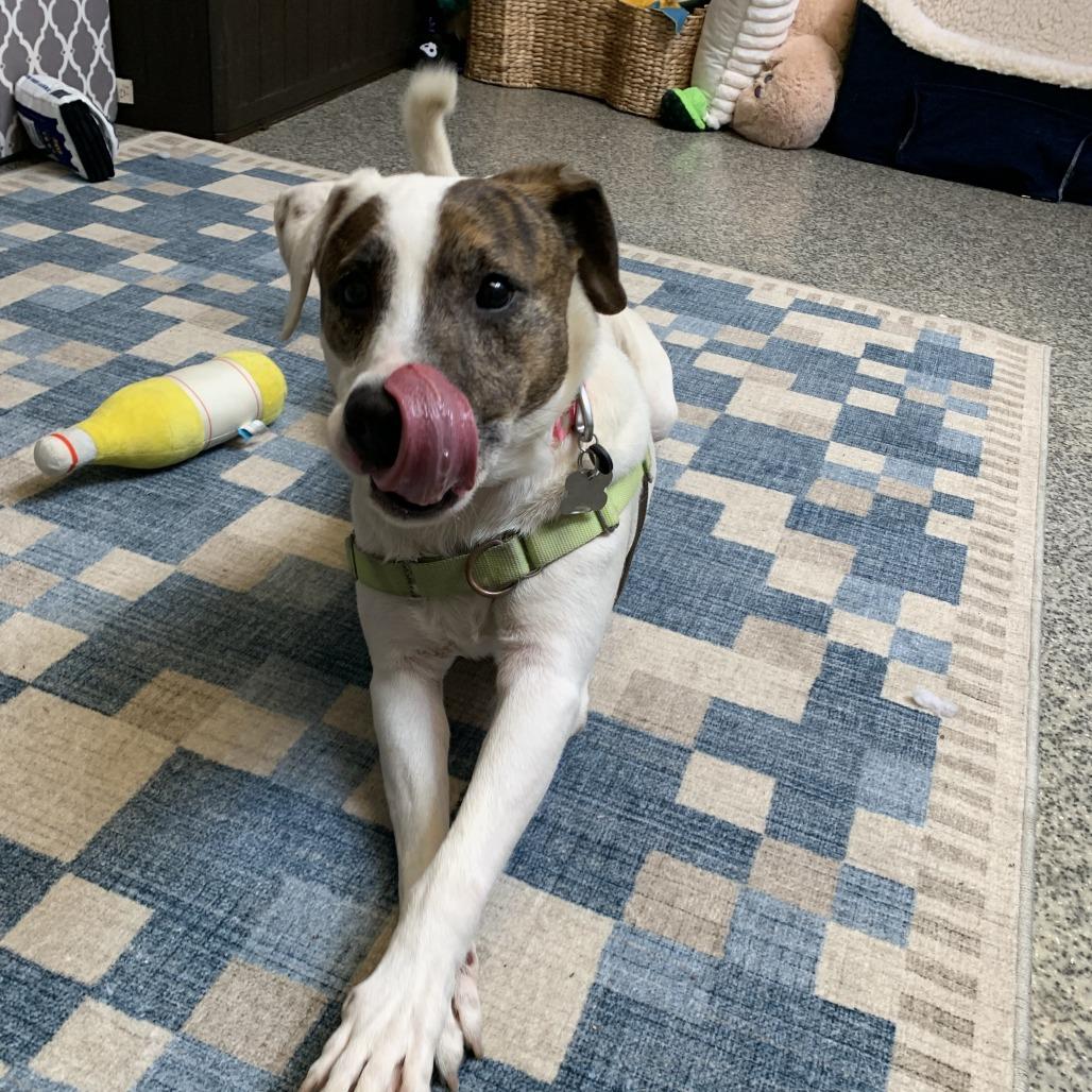 Enlarge Fudge, a Adoptable mixed breed in Falls Church, VA image 5/6