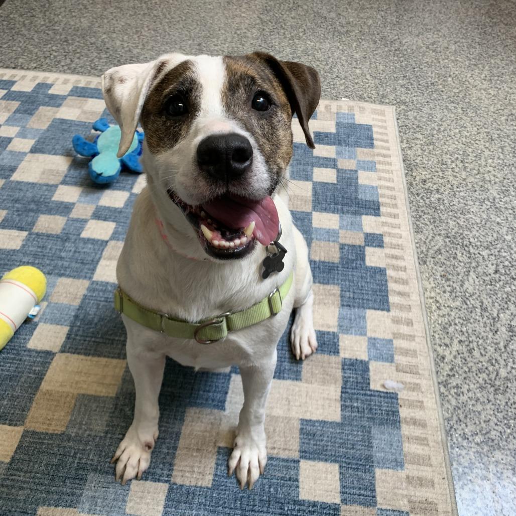 Enlarge Fudge, a Adoptable mixed breed in Falls Church, VA image 6/6