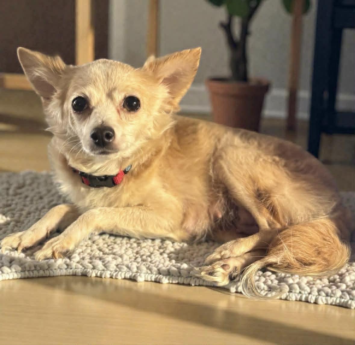 Mittie, ADOPTABLE, Adult Female Pomeranian & Chihuahua.