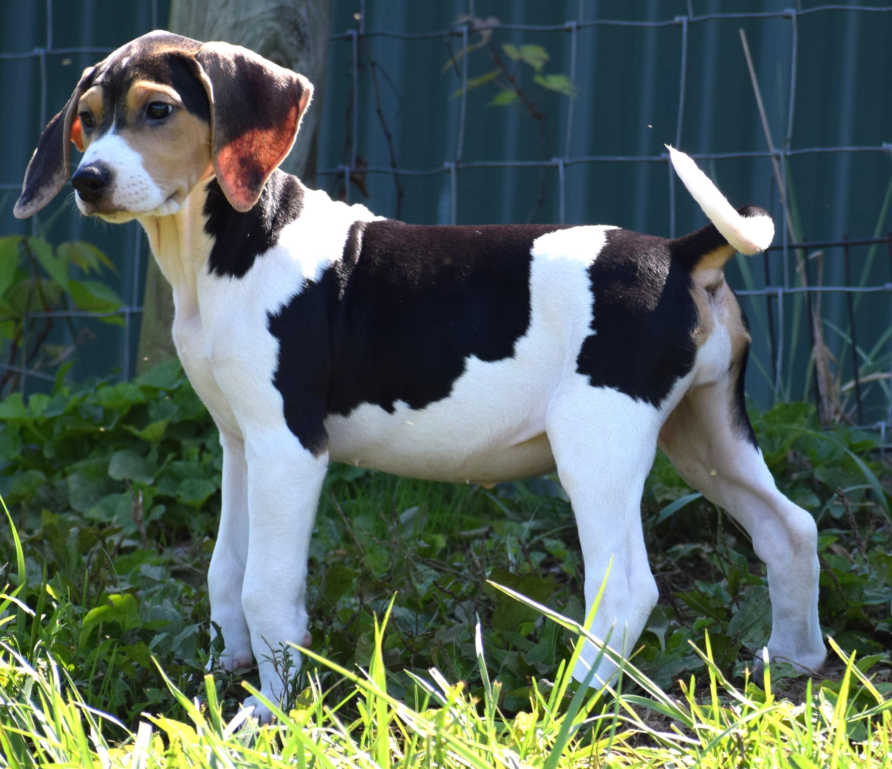 Enlarge Kaia-Available www.lhar.dog to apply, a Adoptable mixed breed in Frederick, MD image 4/6