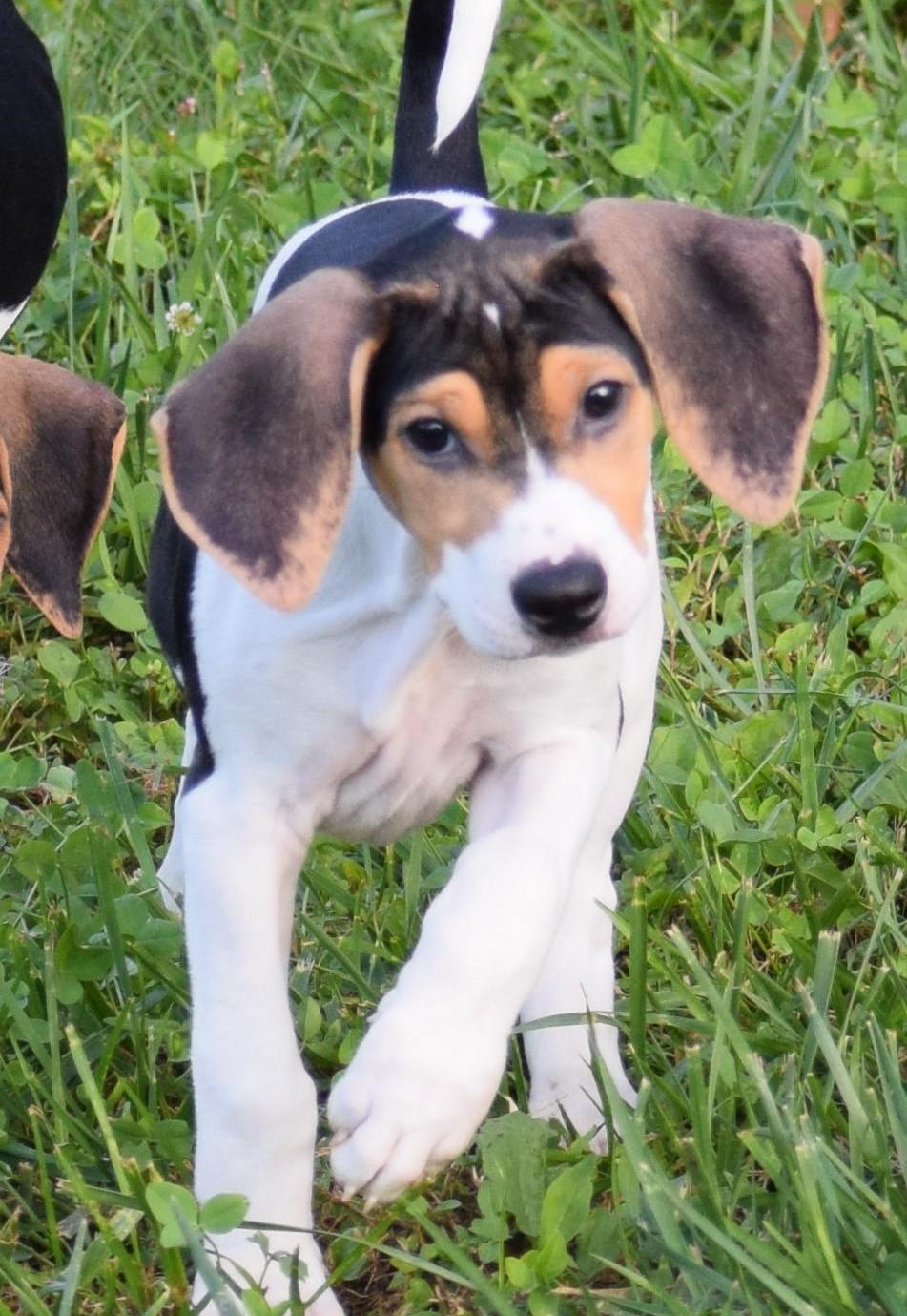 Enlarge Kaia-Available www.lhar.dog to apply, a Adoptable mixed breed in Frederick, MD image 2/6
