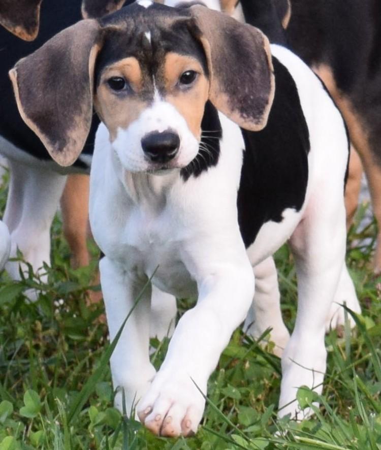 Enlarge Kaia-Available www.lhar.dog to apply, a Adoptable mixed breed in Frederick, MD image 1/6