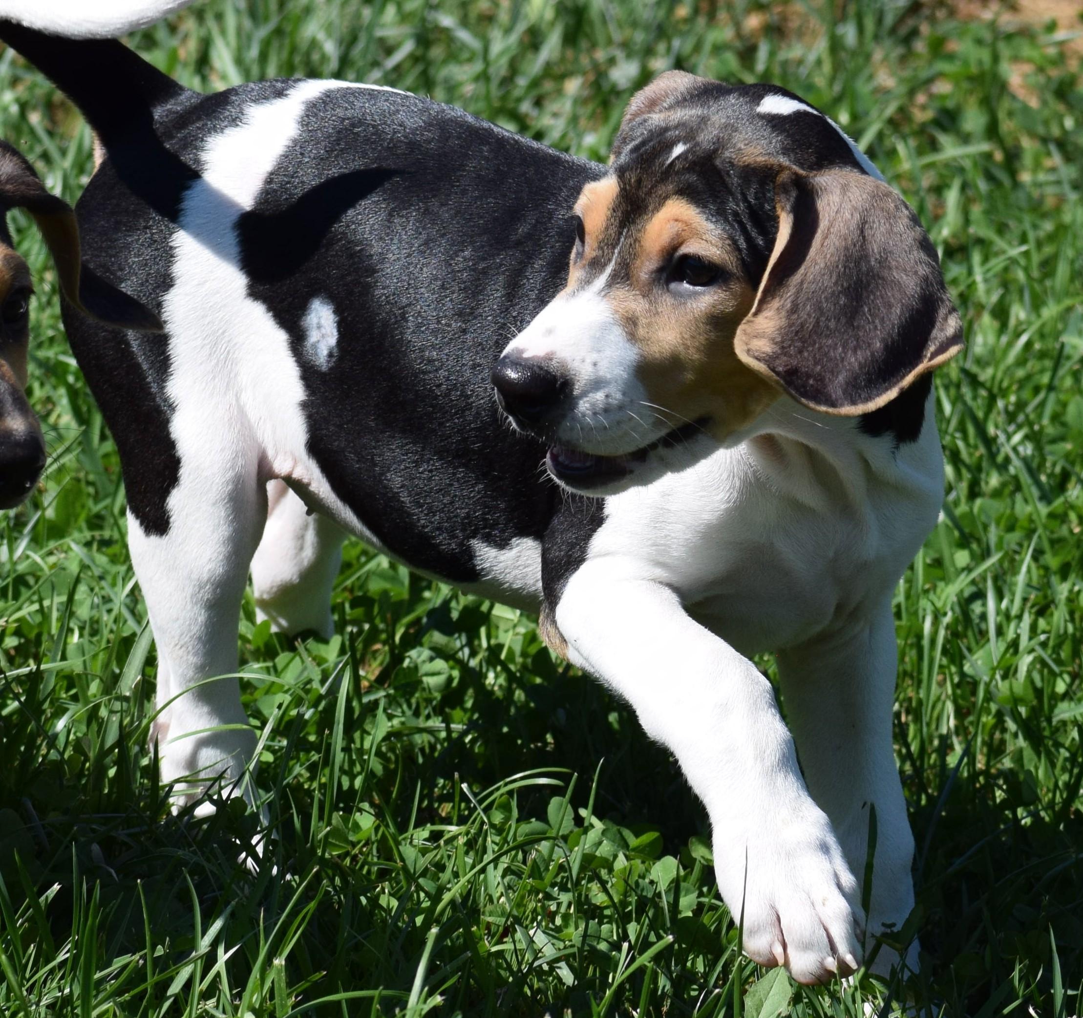 Enlarge Kaia-Available www.lhar.dog to apply, a Adoptable mixed breed in Frederick, MD image 6/6
