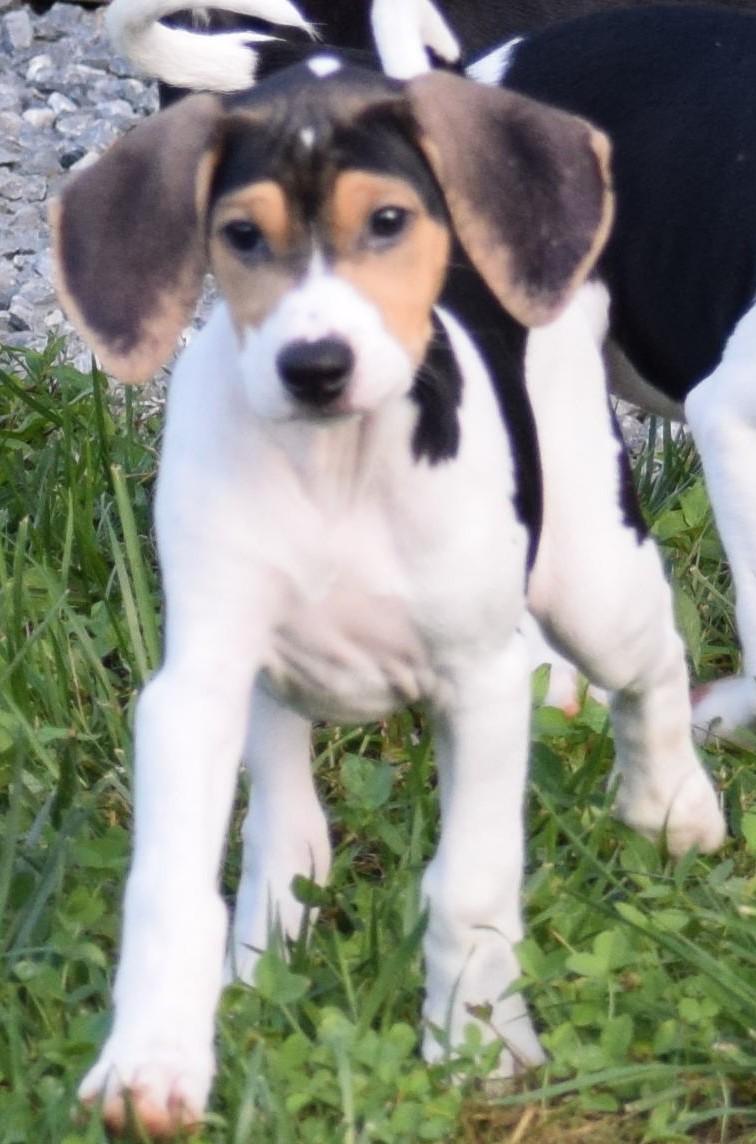 Enlarge Kaia-Available www.lhar.dog to apply, a Adoptable mixed breed in Frederick, MD image 3/6