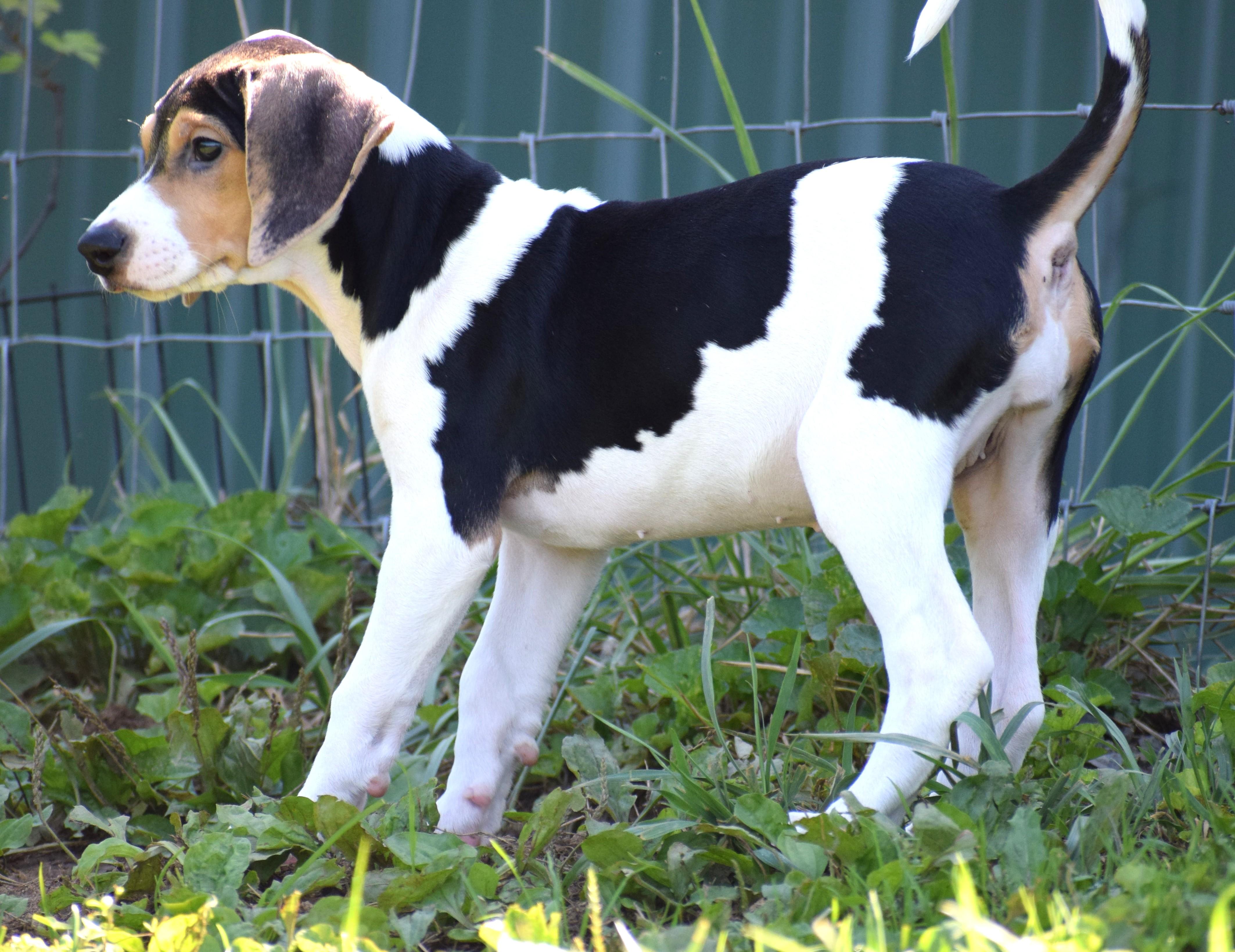 Enlarge Kaia-Available www.lhar.dog to apply, a Adoptable mixed breed in Frederick, MD image 5/6