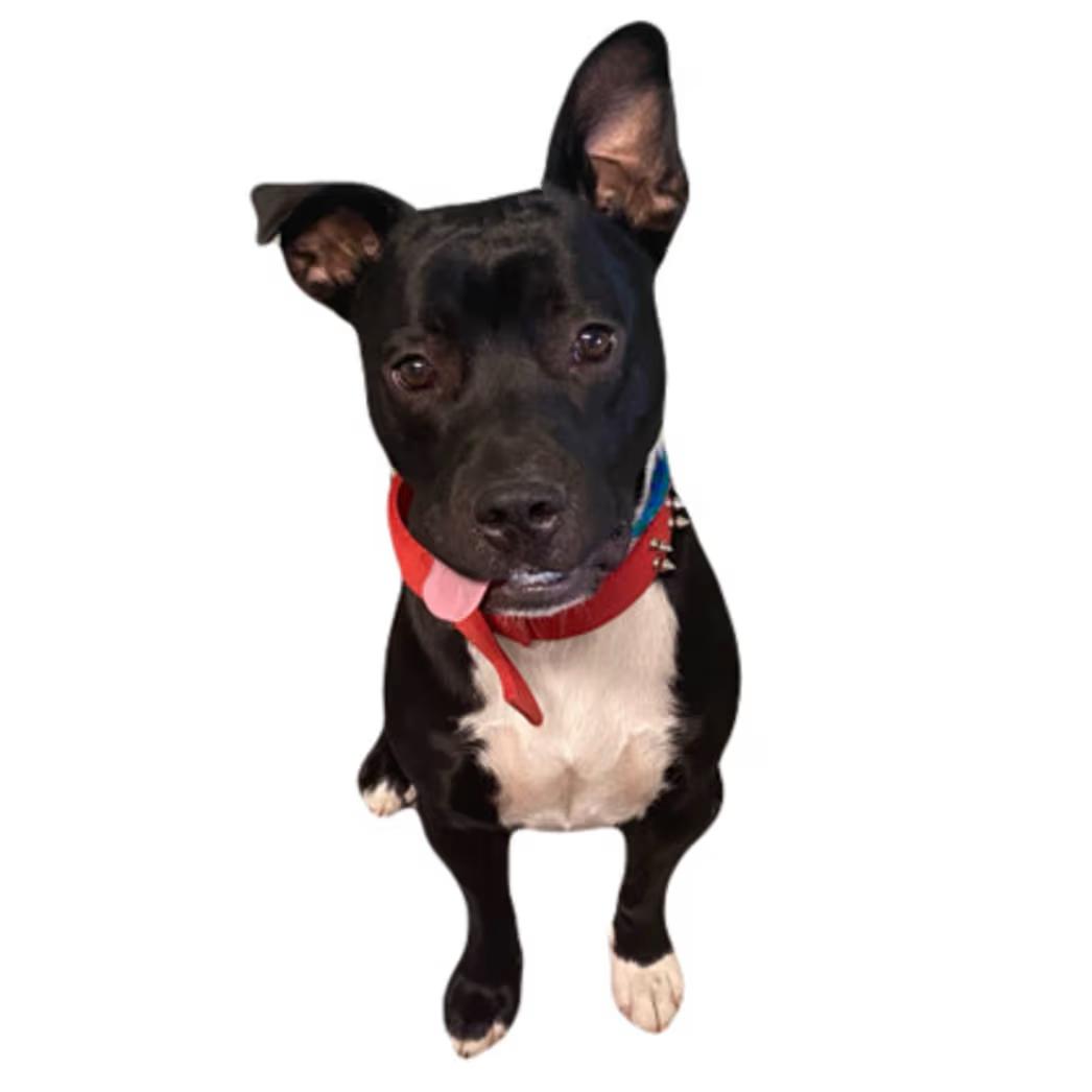 Enlarge Rick, a ADOPTABLE mixed breed in Red Bluff, CA image 4/4