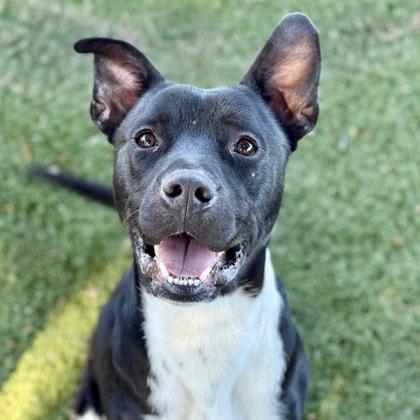 Rick, Adoptable, Young Male Pit Bull Terrier.