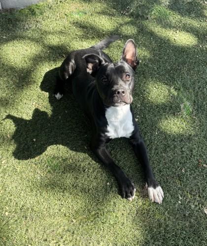Enlarge Rick, a ADOPTABLE mixed breed in Red Bluff, CA image 2/4