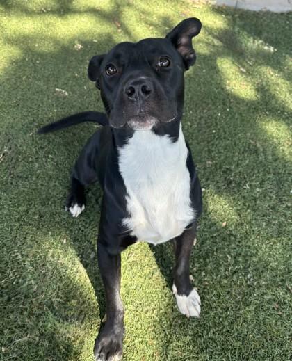 Rick, ADOPTABLE, Young Male Pit Bull Terrier.