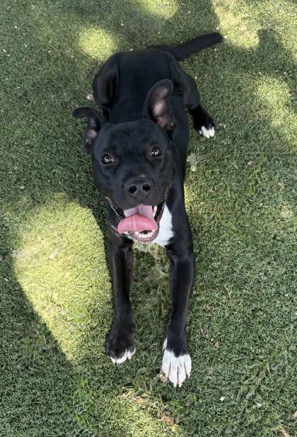 Enlarge Rick, a ADOPTABLE mixed breed in Red Bluff, CA image 3/4