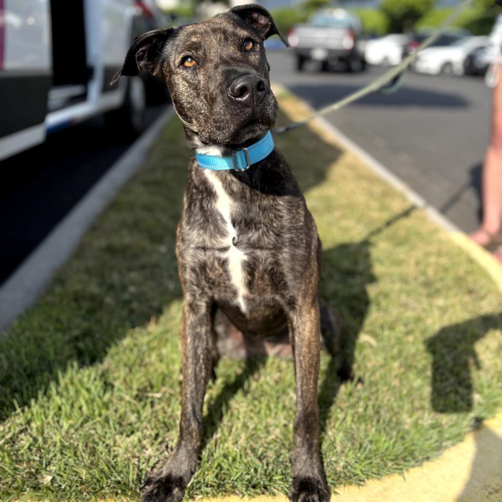 Coco, Adoptable, Adult Female Mixed Breed.