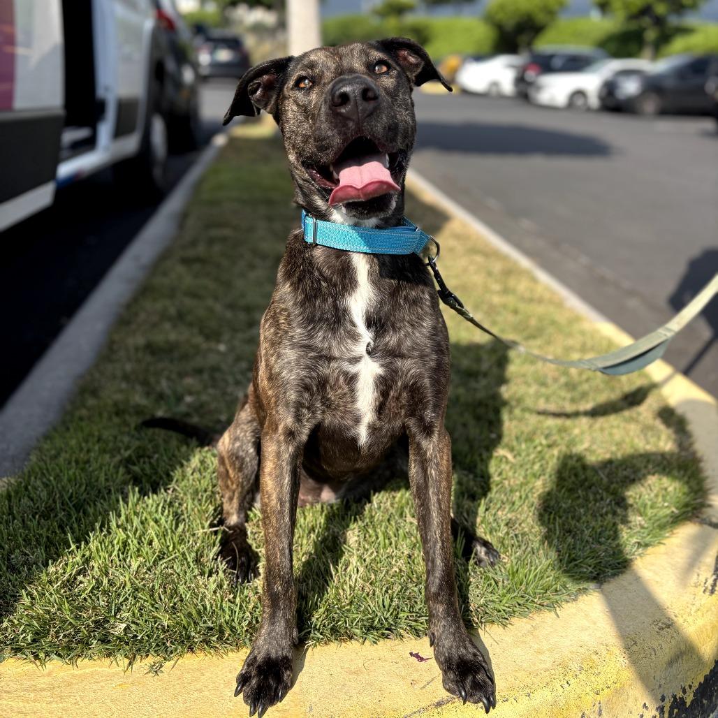 Enlarge Coco, a Adoptable Mixed Breed in Keaau, HI image 2/3
