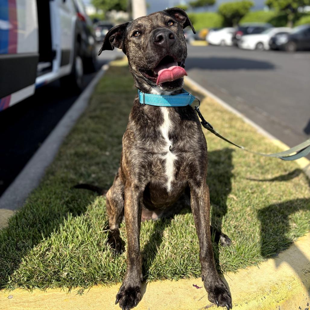 Enlarge Coco, a Adoptable Mixed Breed in Keaau, HI image 3/3
