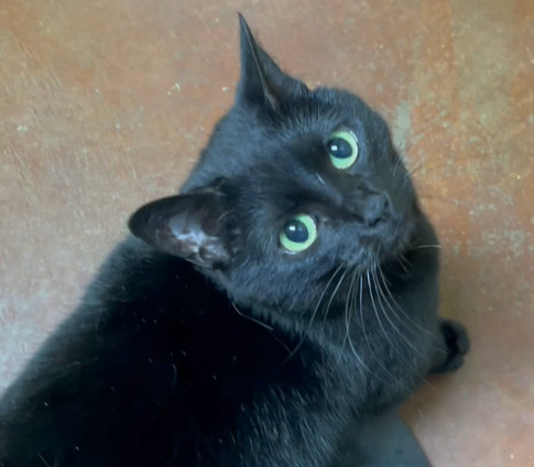 Ruby, Adopted, Adult Female Domestic Short Hair.
