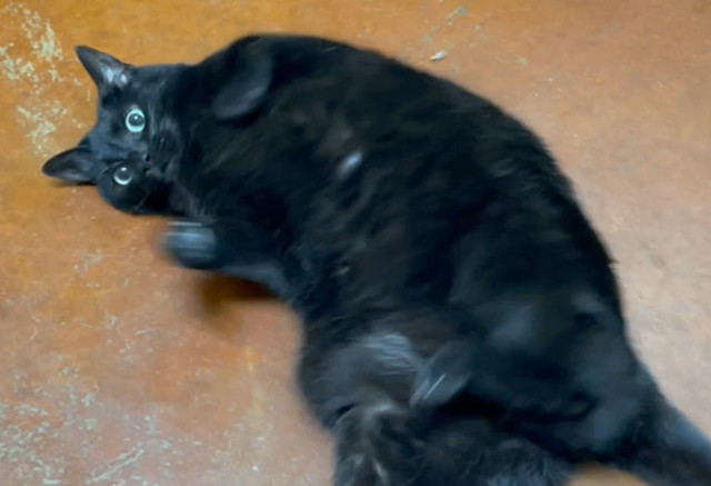 Ruby, a Adopted Domestic Short Hair in Columbia, KY image 2/6