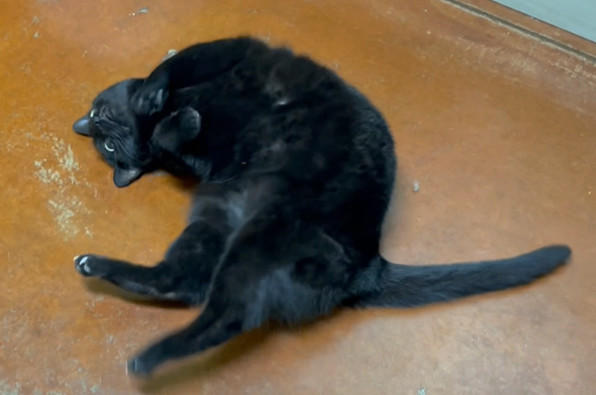 Ruby, a Adopted Domestic Short Hair in Columbia, KY image 3/6