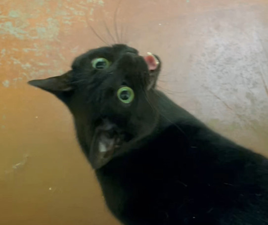 Ruby, a Adopted Domestic Short Hair in Columbia, KY image 5/6