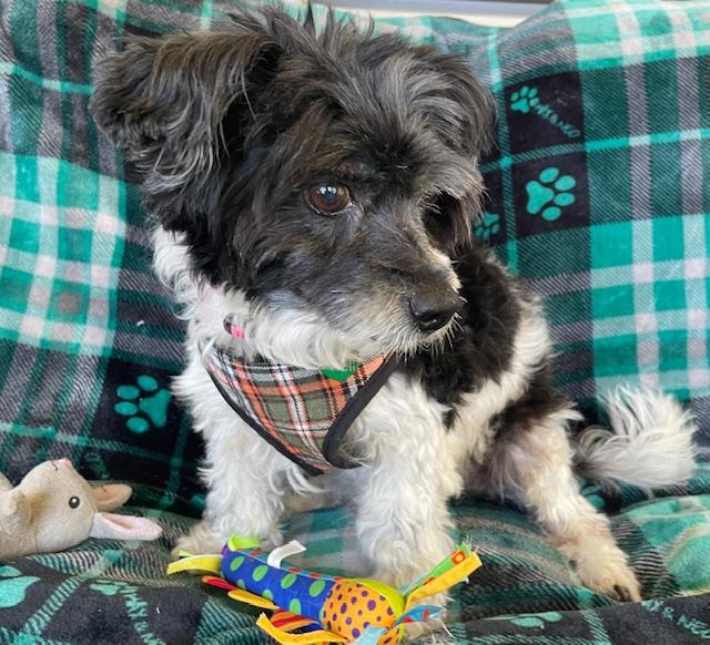 Enlarge Bernie, a Adoptable mixed breed in Memphis, TN image 1/5