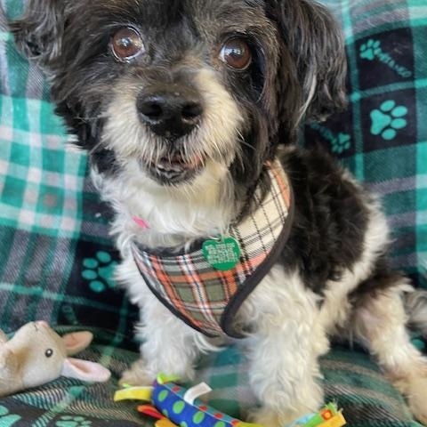 Enlarge Bernie, a Adoptable mixed breed in Memphis, TN image 2/5