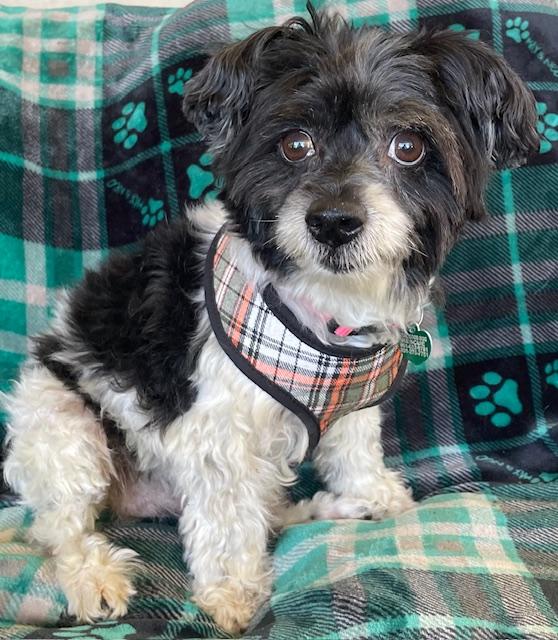 Enlarge Bernie, a Adoptable mixed breed in Memphis, TN image 3/5