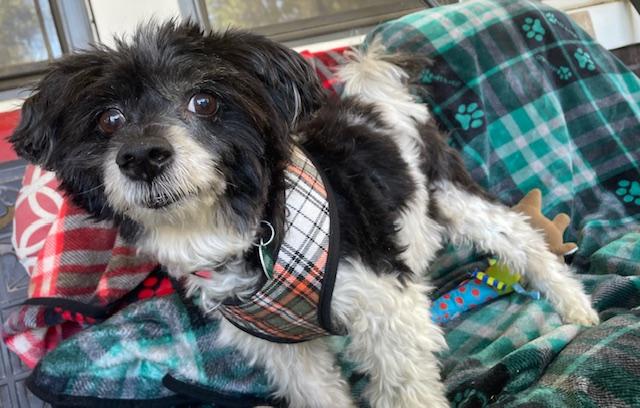 Enlarge Bernie, a Adoptable mixed breed in Memphis, TN image 4/5