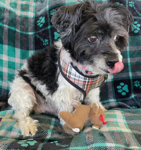 Enlarge Bernie, a Adoptable mixed breed in Memphis, TN image 5/5