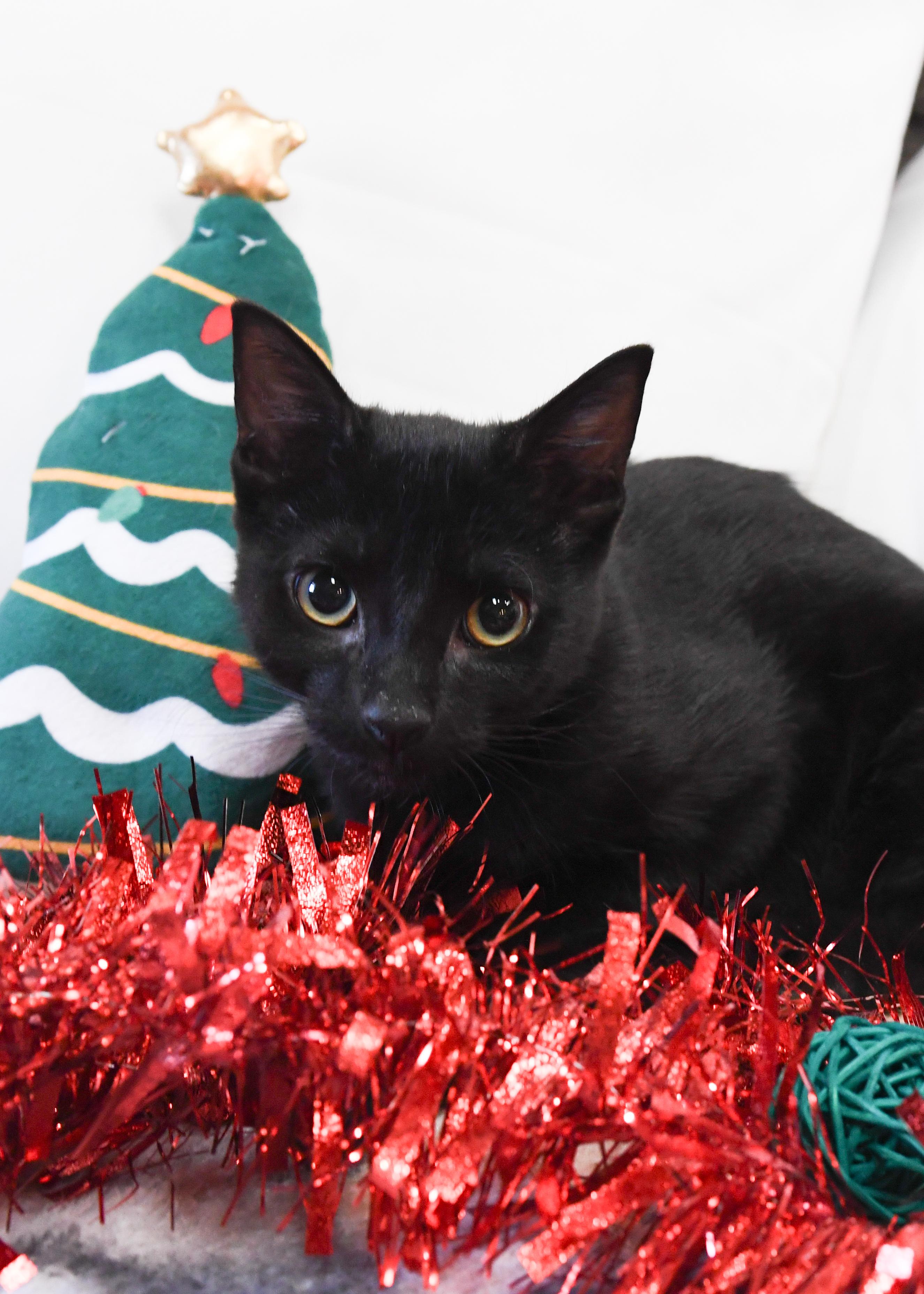 Pebbles, Adoptable, Kitten Male Domestic Short Hair.