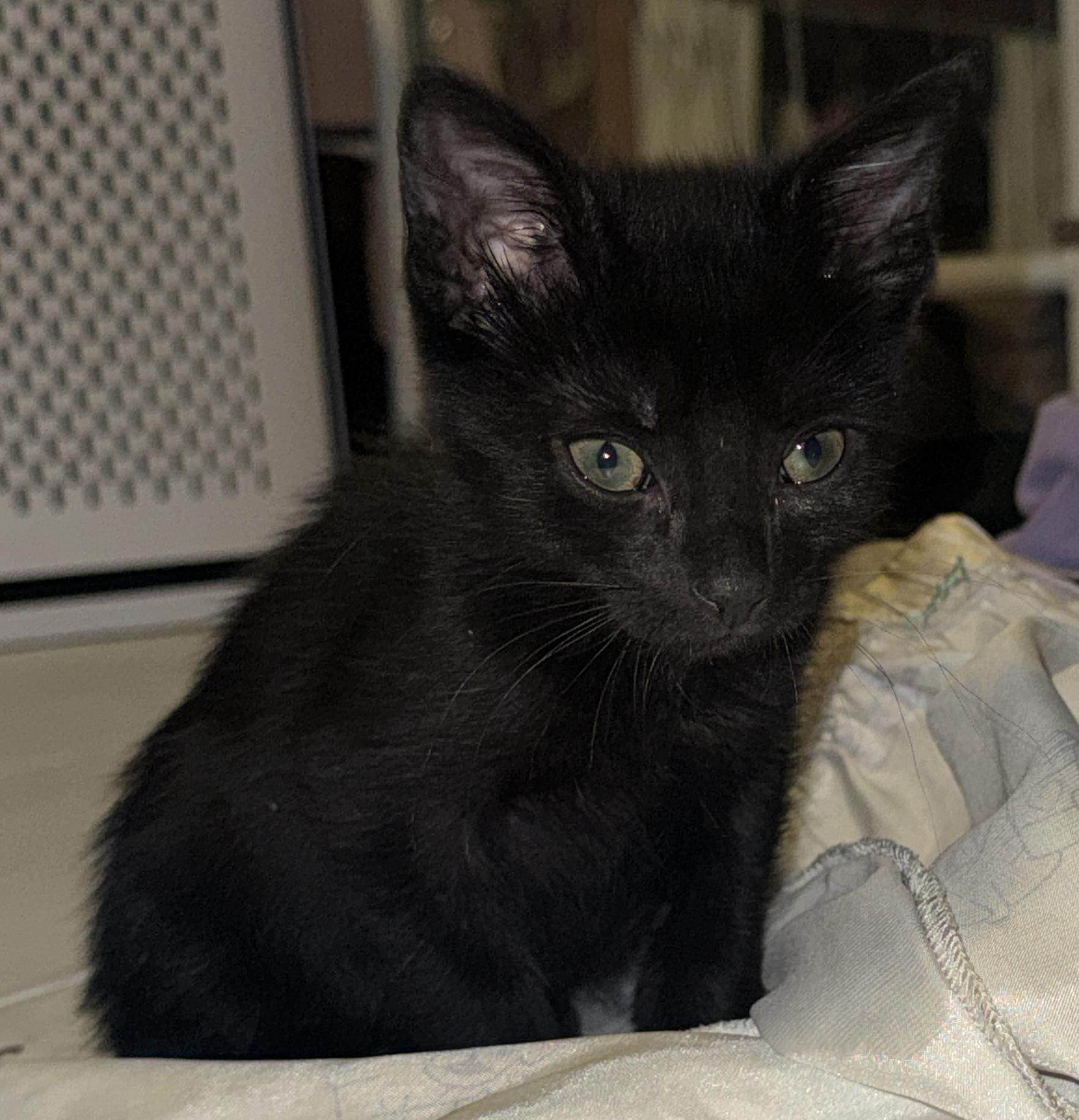 Pebbles, Adoptable, Kitten Male Domestic Short Hair.