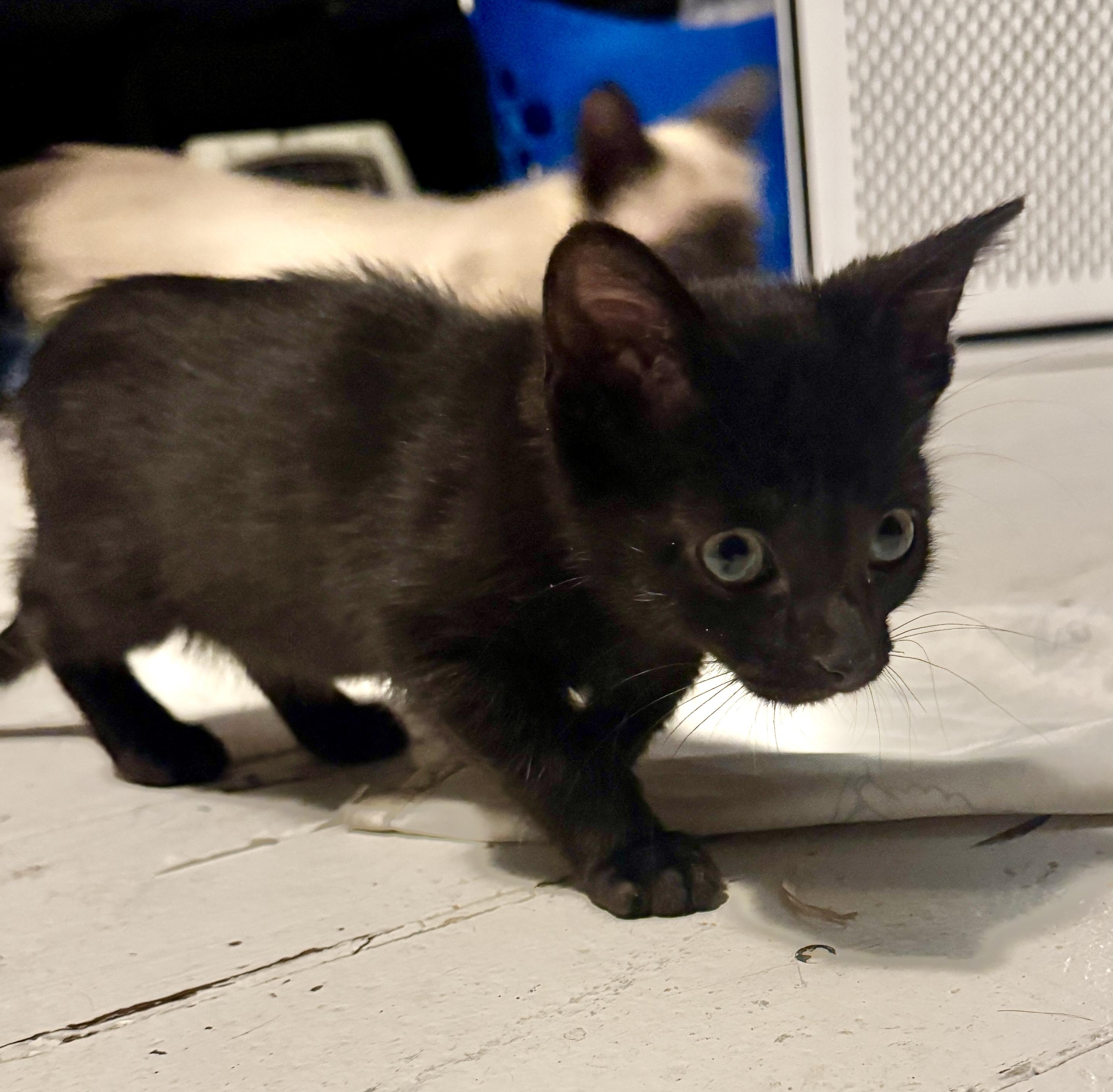 Pebbles, a Adoptable Domestic Short Hair in Port Washington, WI image 2/3