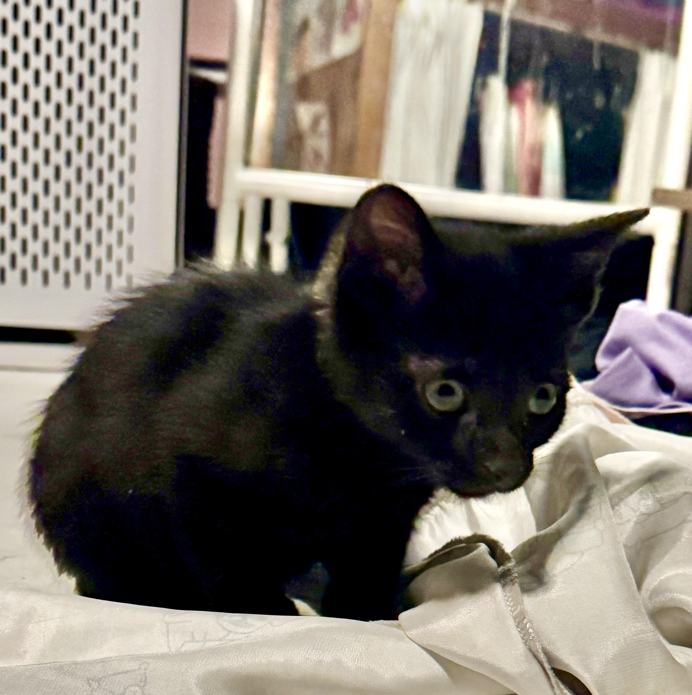 Pebbles, a Adoptable Domestic Short Hair in Port Washington, WI image 3/3