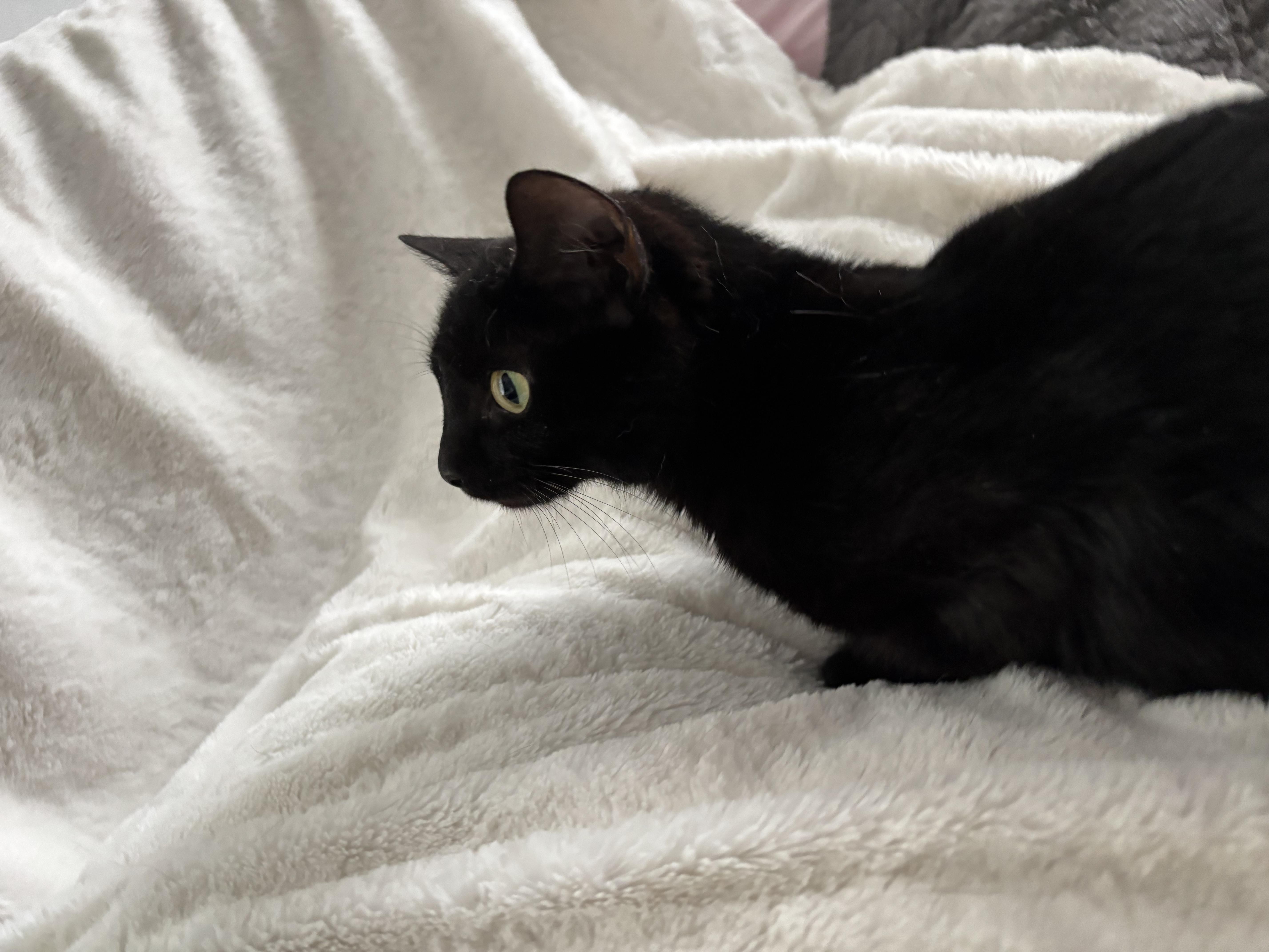 Monica, an adoptable Domestic Short Hair, Burmese in Columbus, OH, 43221 | Photo Image 2