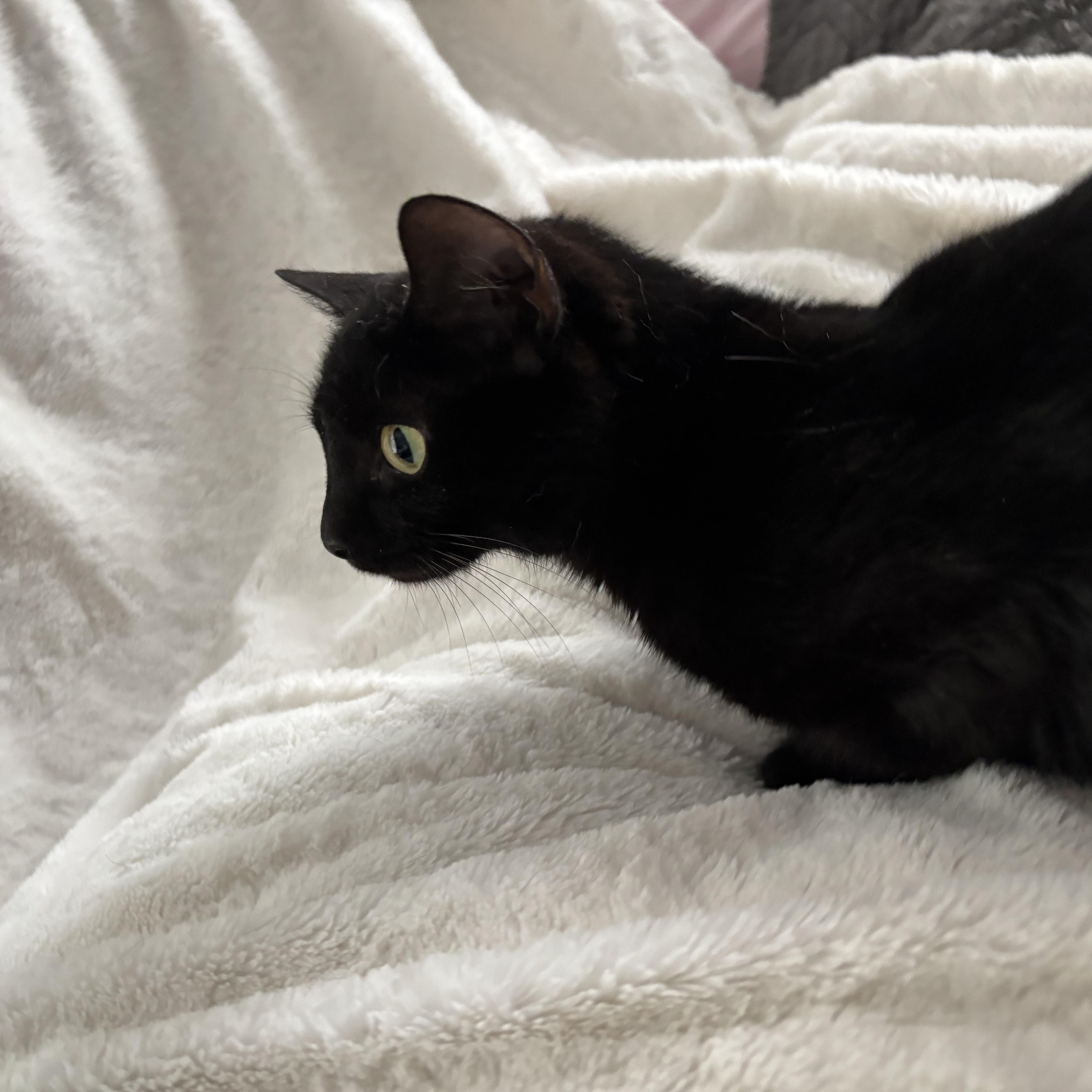 Monica, an adoptable Domestic Short Hair, Burmese in Columbus, OH, 43221 | Photo Image 2