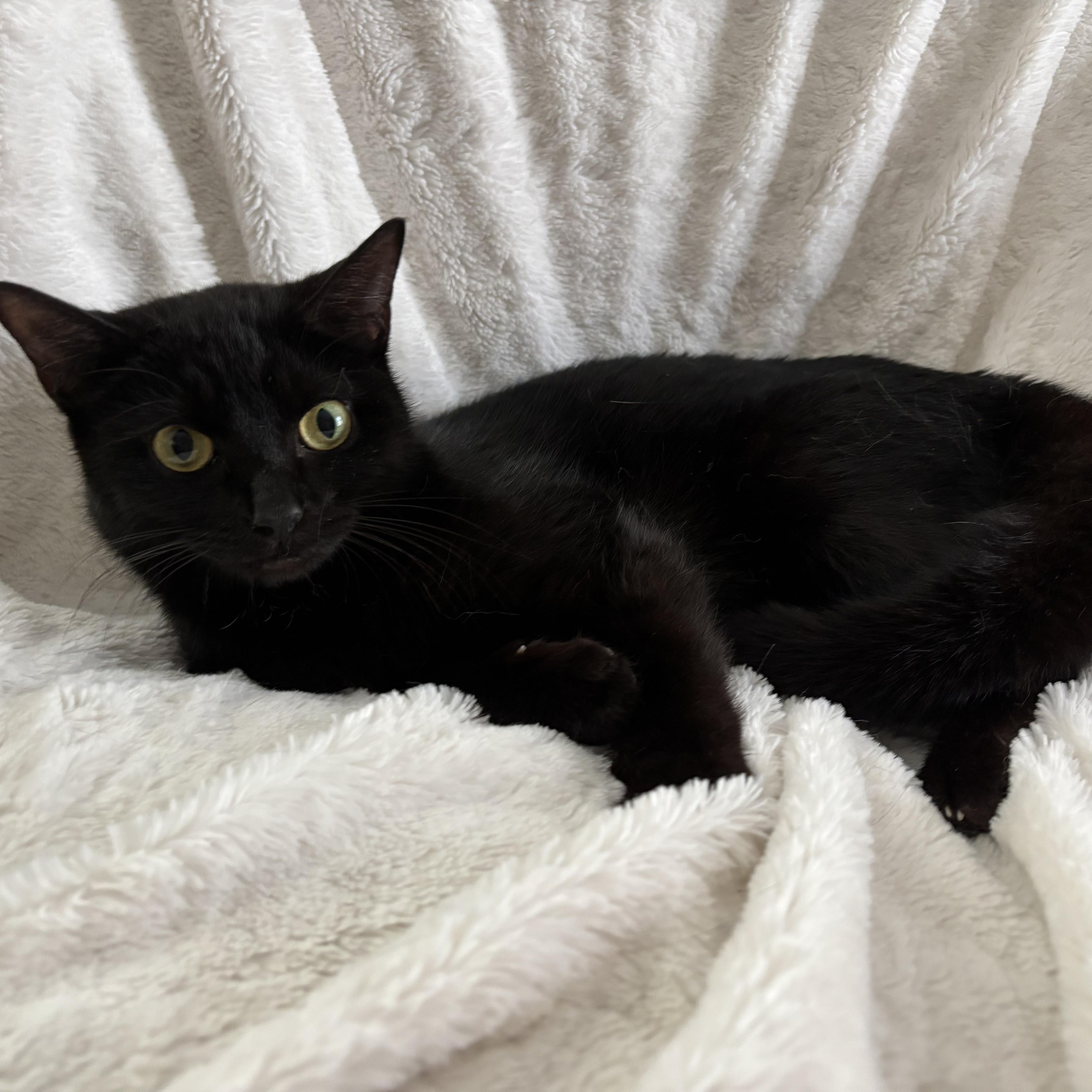 Monica, an adoptable Domestic Short Hair, Burmese in Columbus, OH, 43221 | Photo Image 1
