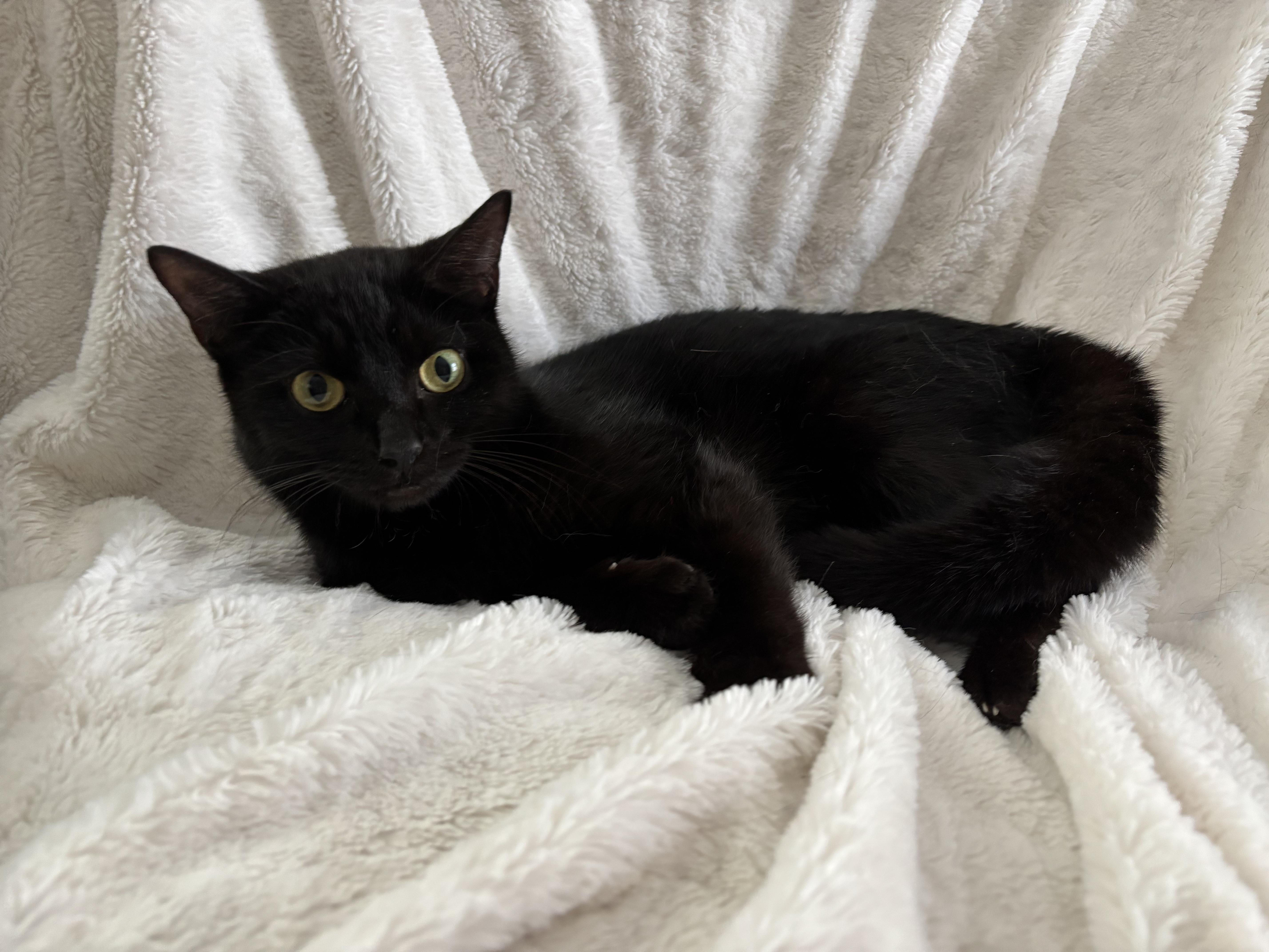 Monica, an adoptable Domestic Short Hair, Burmese in Columbus, OH, 43221 | Photo Image 1