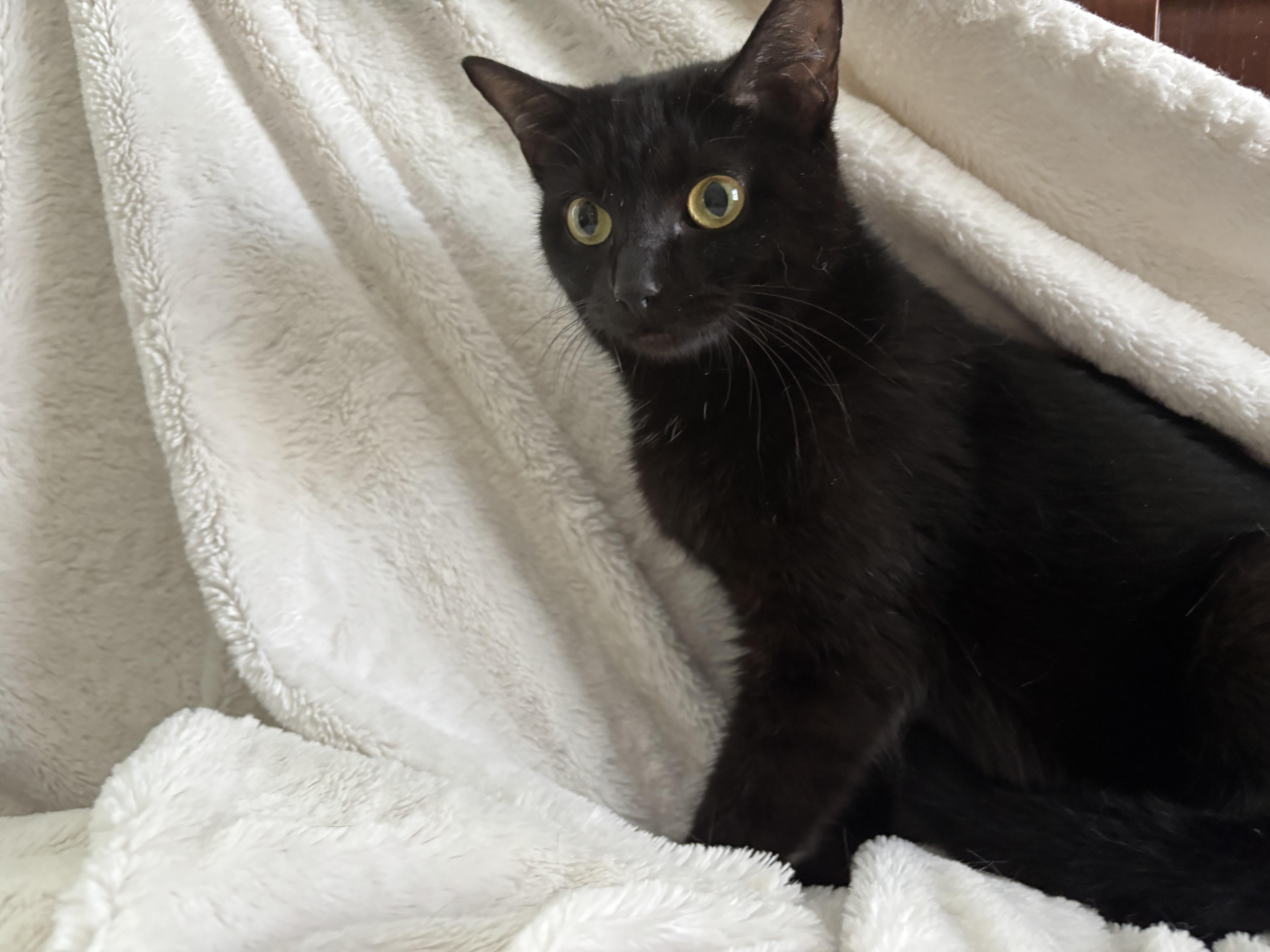 Monica, an adoptable Domestic Short Hair, Burmese in Columbus, OH, 43221 | Photo Image 3