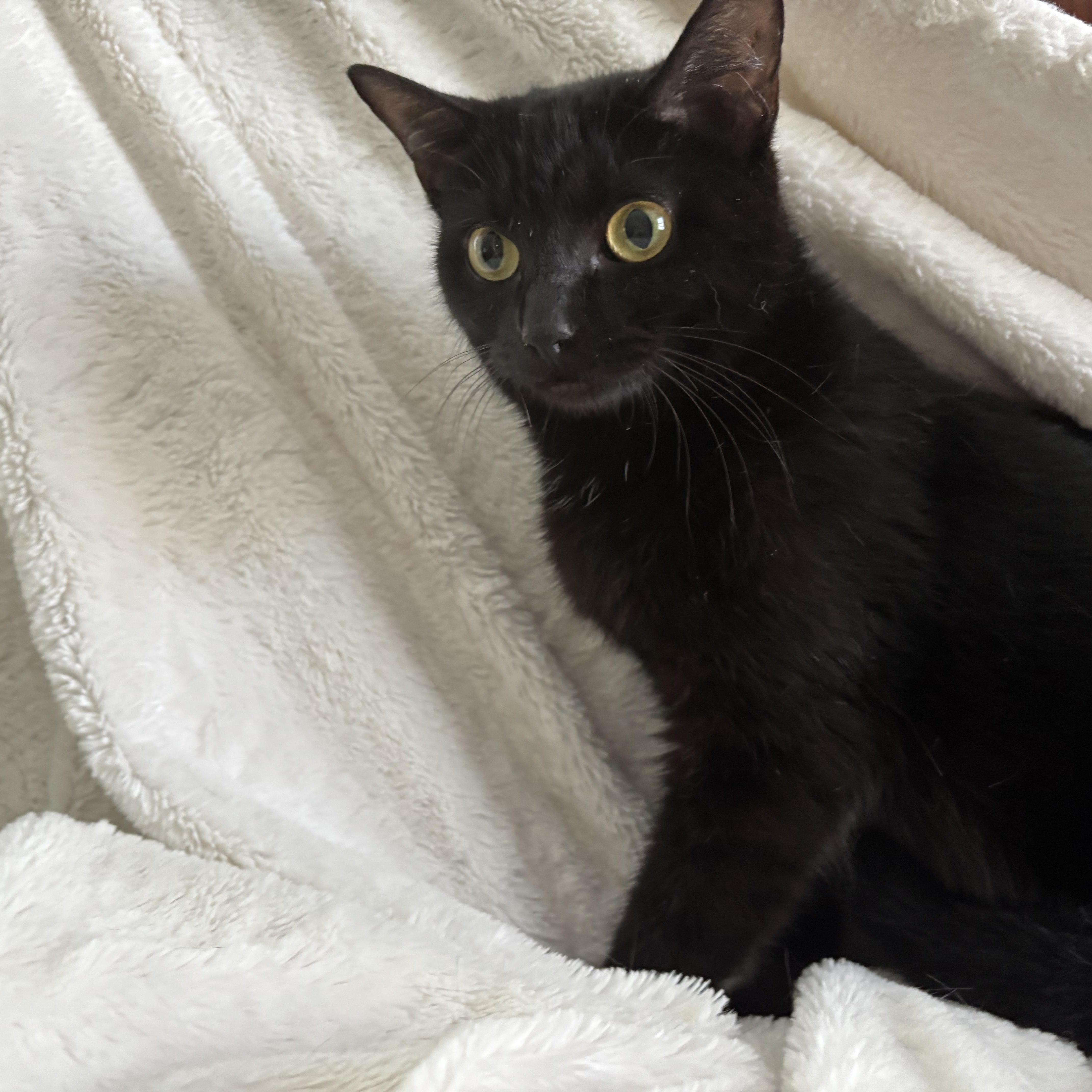 Monica, an adoptable Domestic Short Hair, Burmese in Columbus, OH, 43221 | Photo Image 3