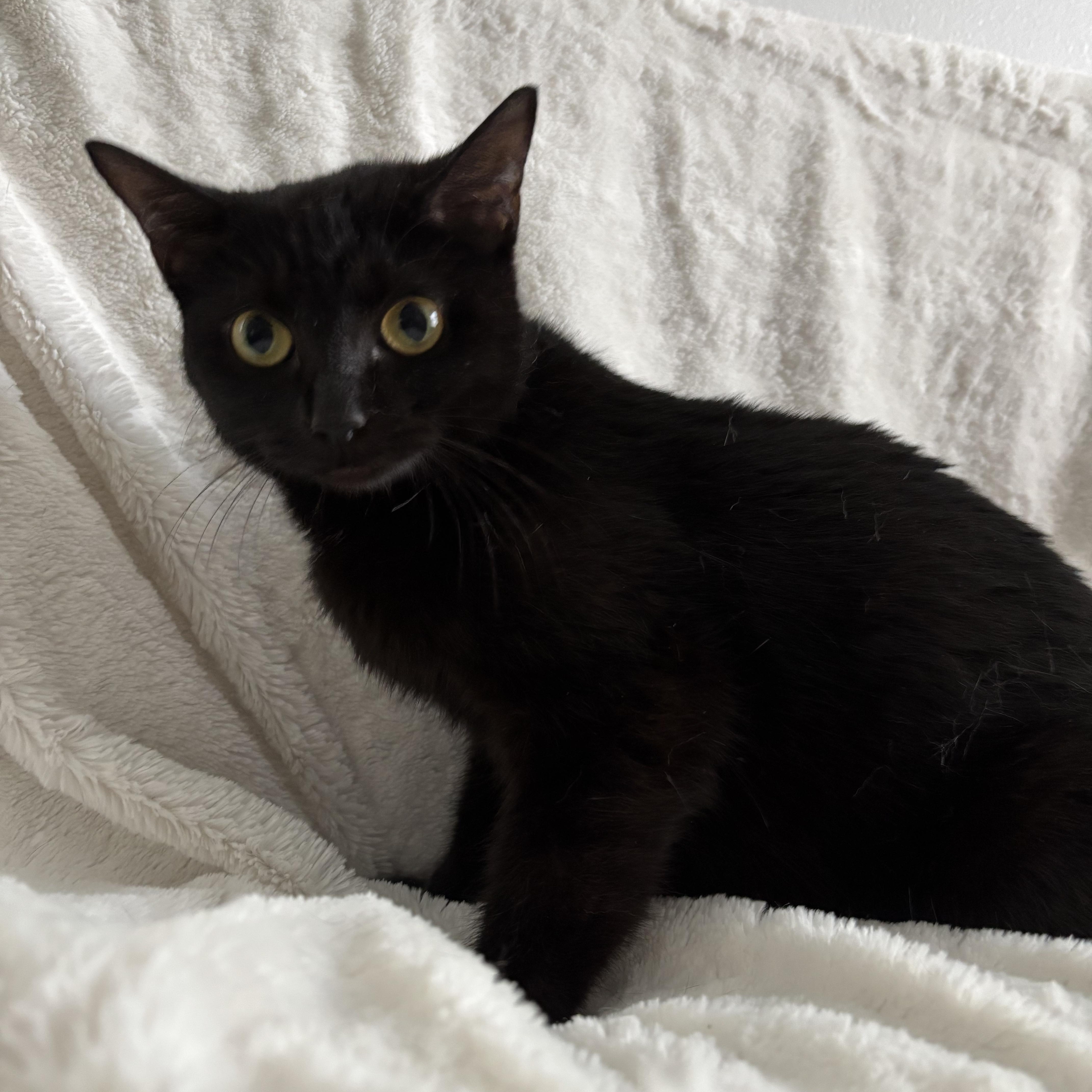 Monica, an adoptable Domestic Short Hair, Burmese in Columbus, OH, 43221 | Photo Image 4