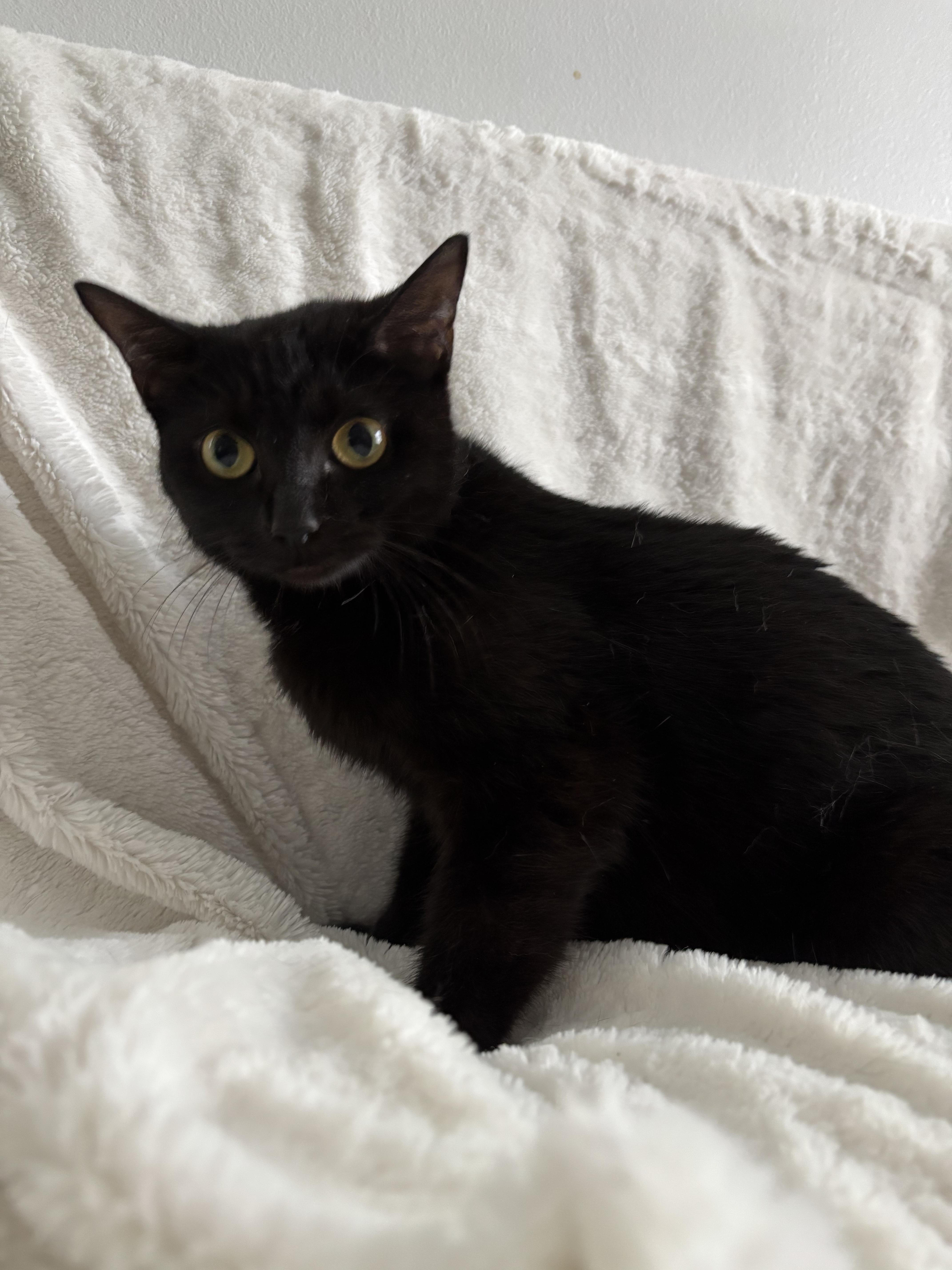 Monica, an adoptable Domestic Short Hair, Burmese in Columbus, OH, 43221 | Photo Image 4